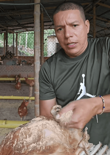 aplicacion tierra diatomeas para piojos gallina