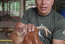 tierra de diatomeas gallinas