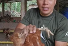 tierra de diatomeas gallinas