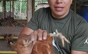 tierra de diatomeas gallinas